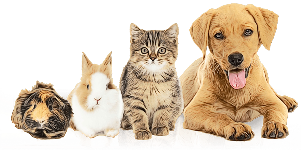 Expert Veterinary Care Tailored to Your Pet