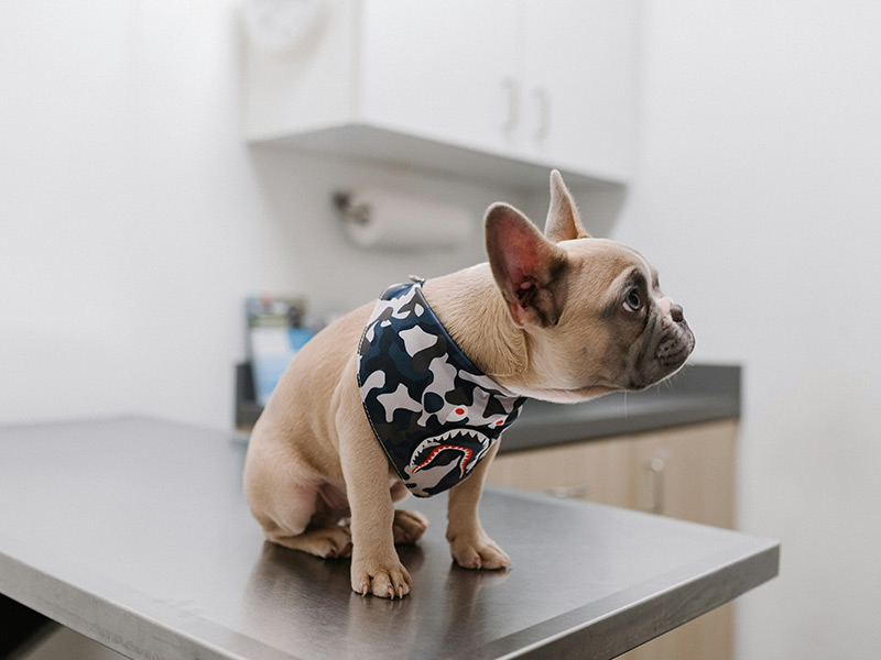 Pawsitive Checkups: Why Routine Vet Visits are Essential for Your Dog