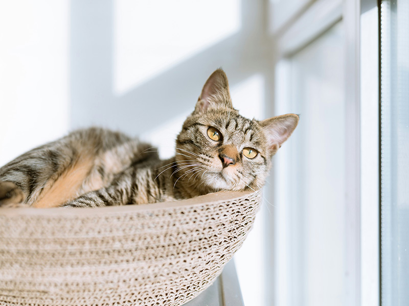 Spotting Babesia in Cats: Symptoms, Diagnosis, and Treatment