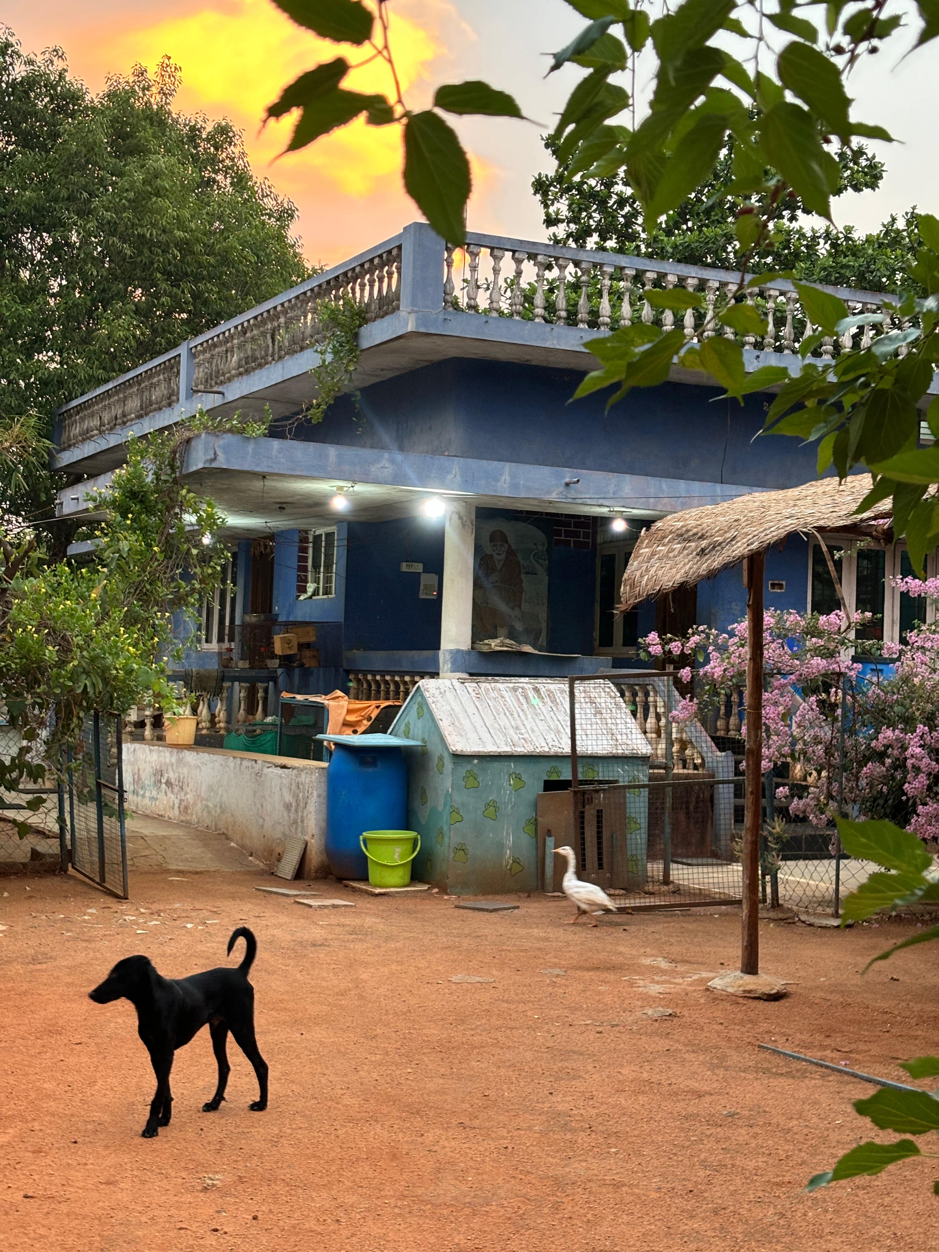 Pet Jungle Hyderabad 11