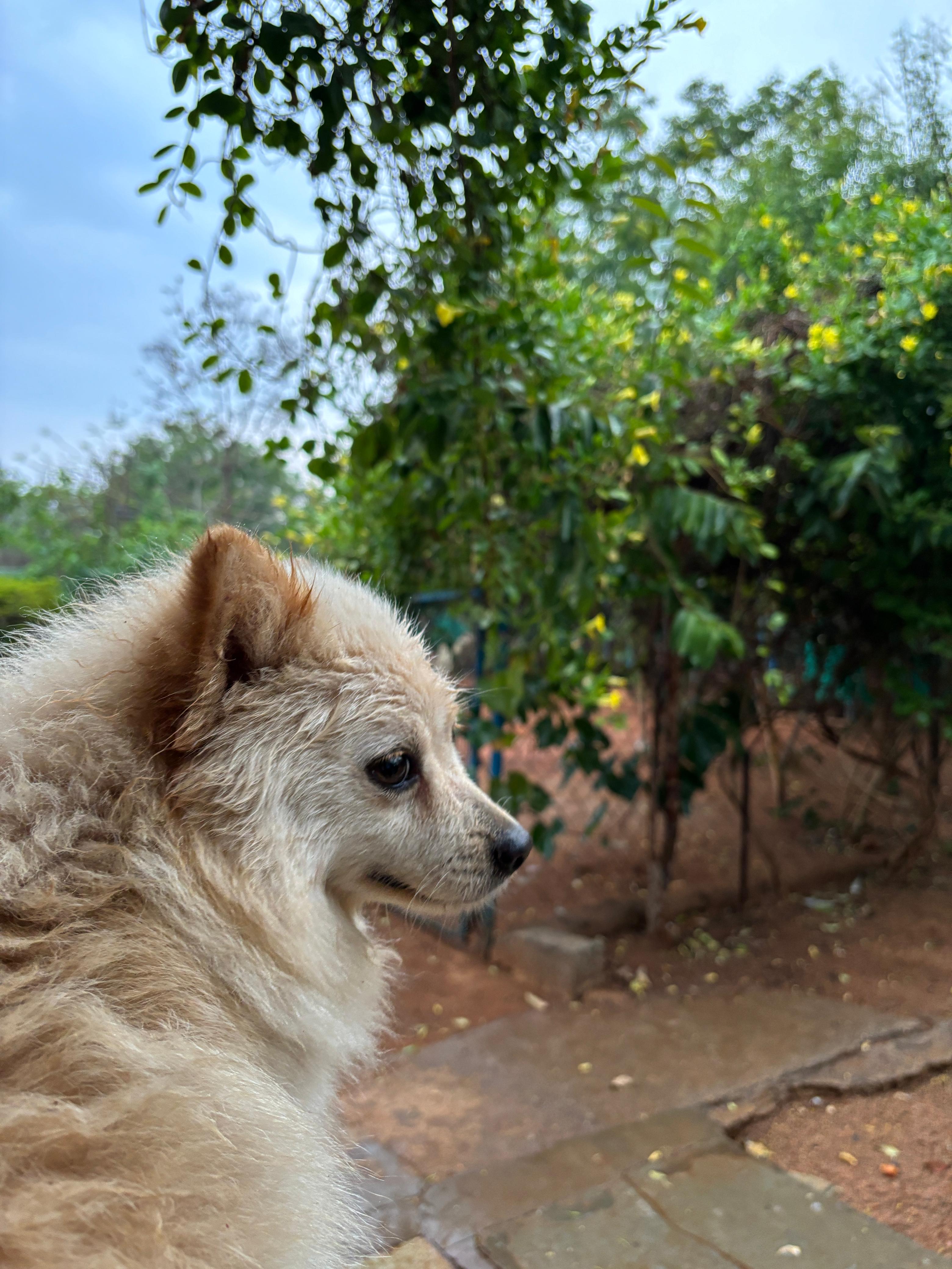 Pet Jungle Hyderabad 